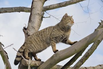 Eine Wildkatze klettert auf einem Baum. 