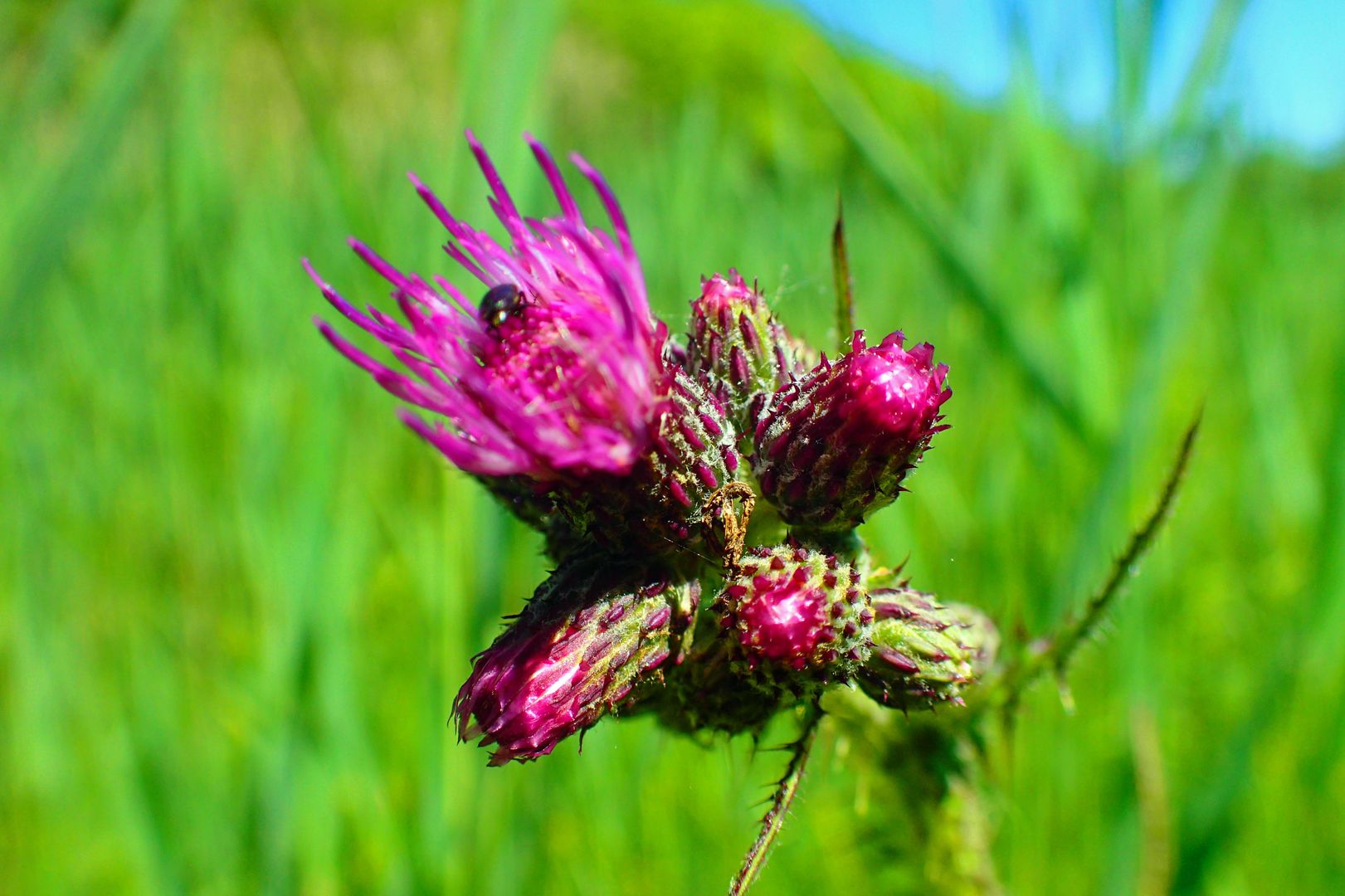 Cirsium palustre - Sumpf-Kratzdistel