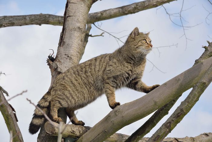 Eine Wildkatze klettert über einen Ast