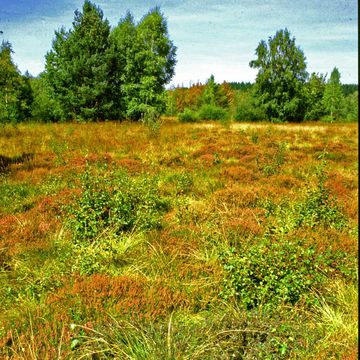 Schwenninger Moor | 2003