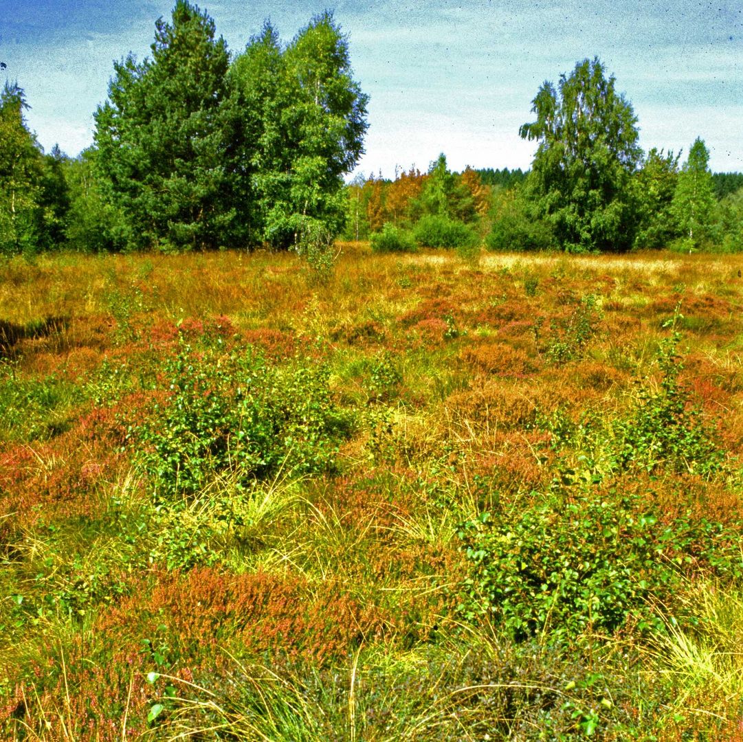 Schwenninger Moor | 2003
