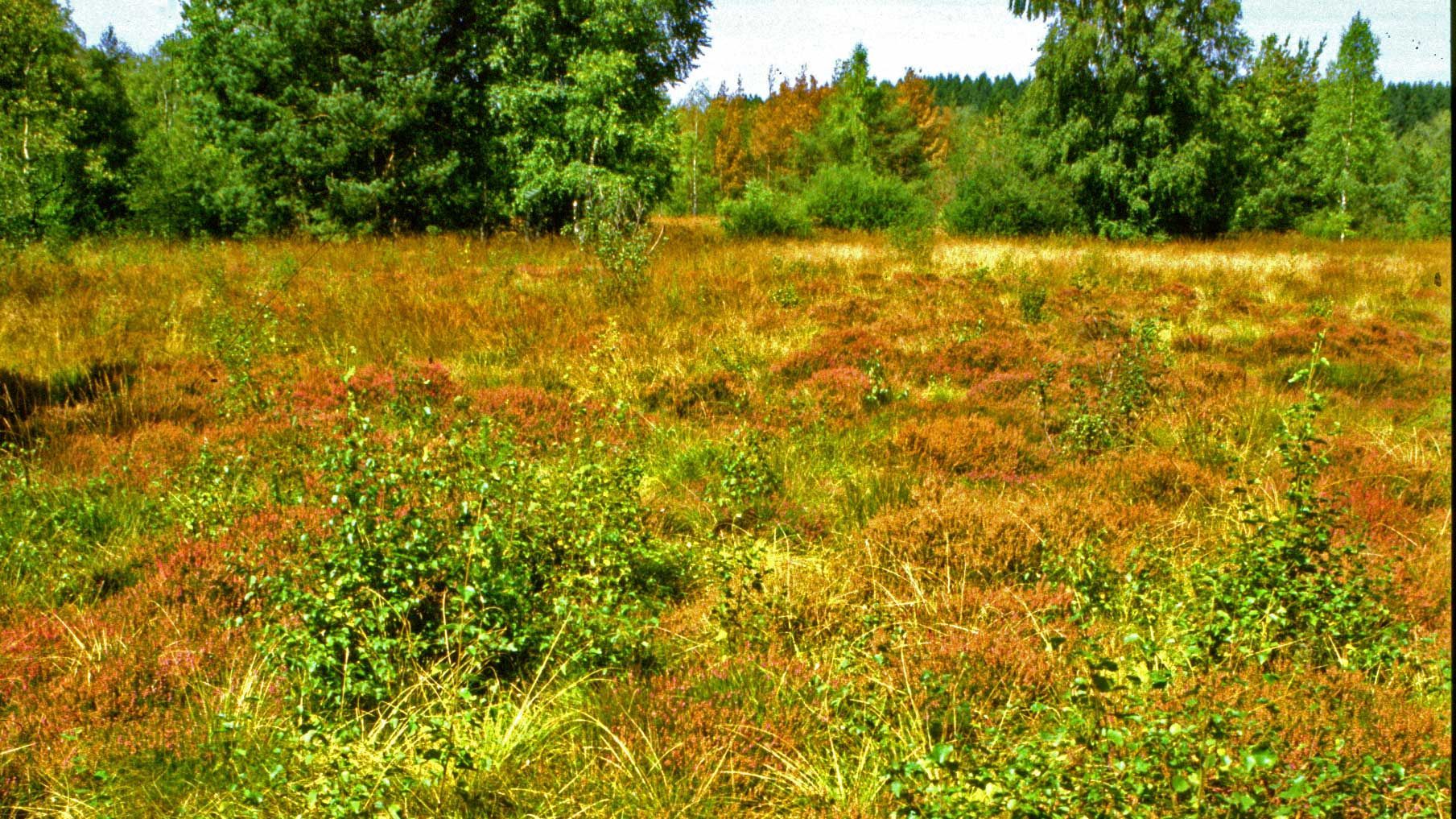 Schwenninger Moor | 2003