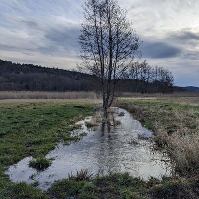 Überschwemmte Fläche am Mindelsee