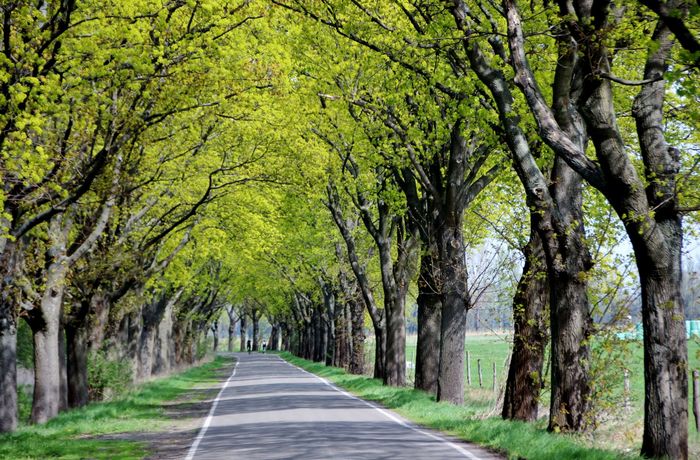 Eine Straßenallee im Frühling