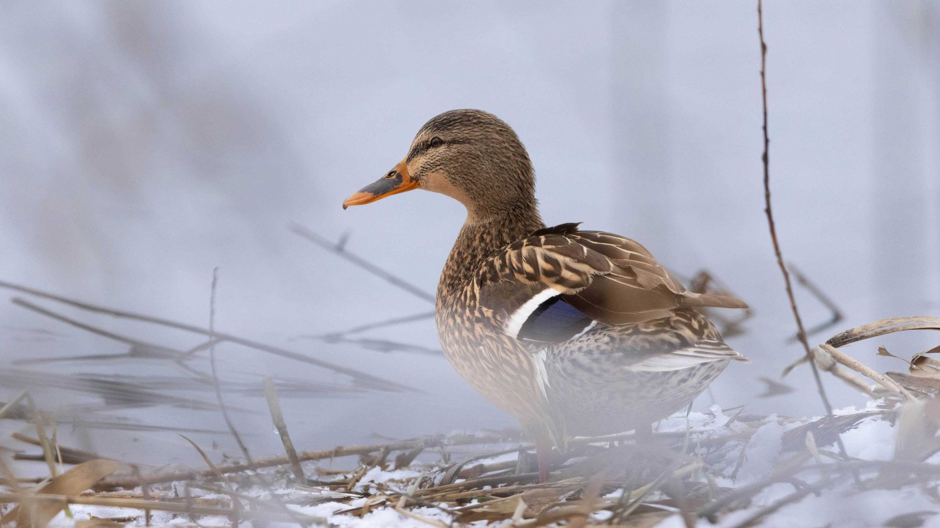 Stockente - Weibchen