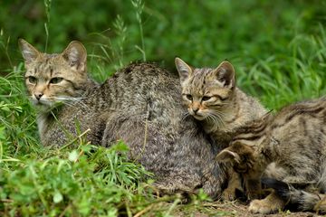Wildkatzenmutter mit zwei Jungen