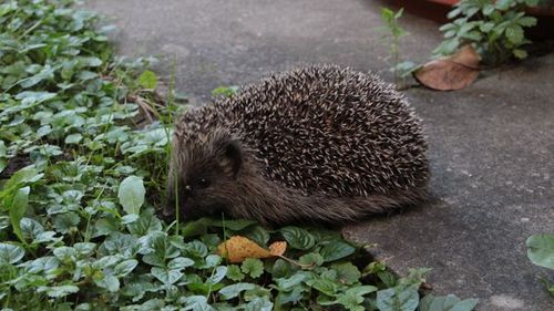 Igel im Garten