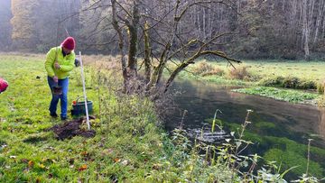 BUND-Aktive pflanzen einen Schwarzpappel-Setzling am Flussufer. 