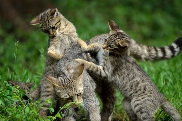 Spielende Wildkatzen-Familie
