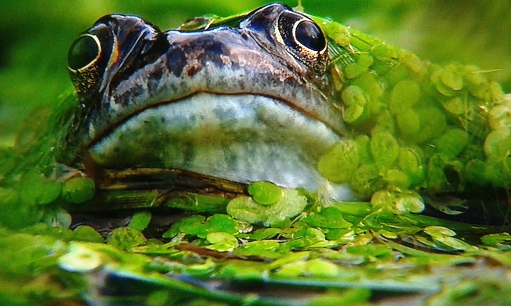 Frosch streckt seinen Kopf aus einem Teich mit Wasserlinsen
