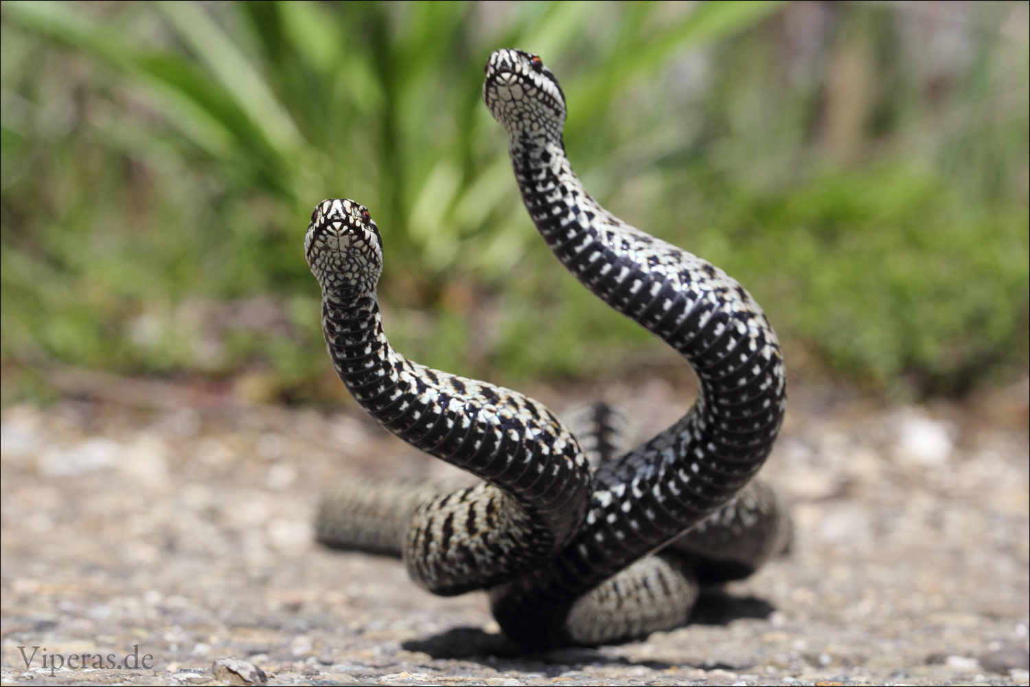 Zwei tanzende Schlangen 