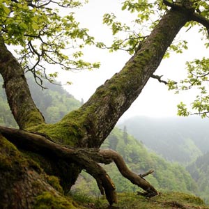 Alter Baum im Schwarzwald