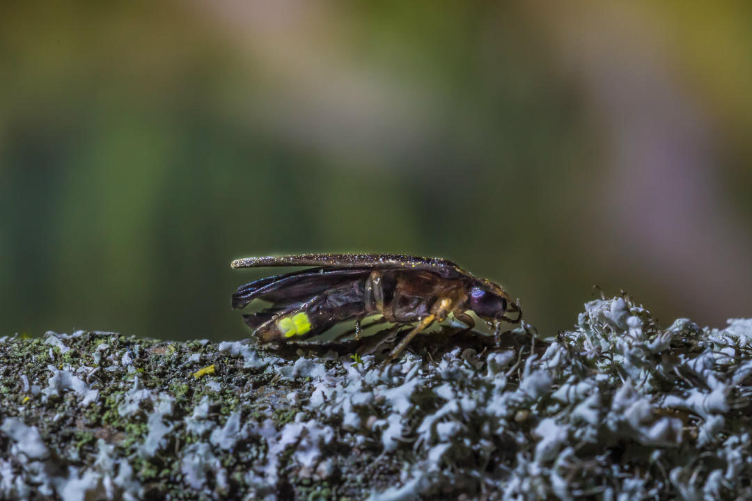 Ein Glühwürmchen Männchen sitzt auf einem Stamm
