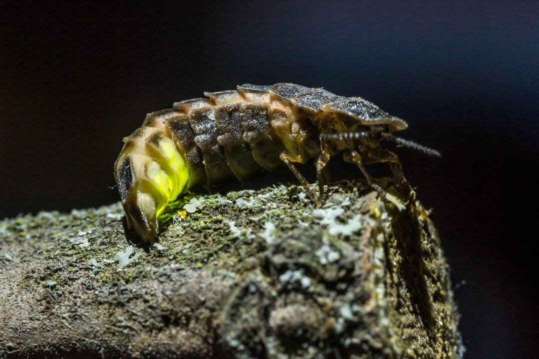 Ein Glühwürmchen sitzt auf einem Stamm und hat seinen Leuchtkörper angeknipst