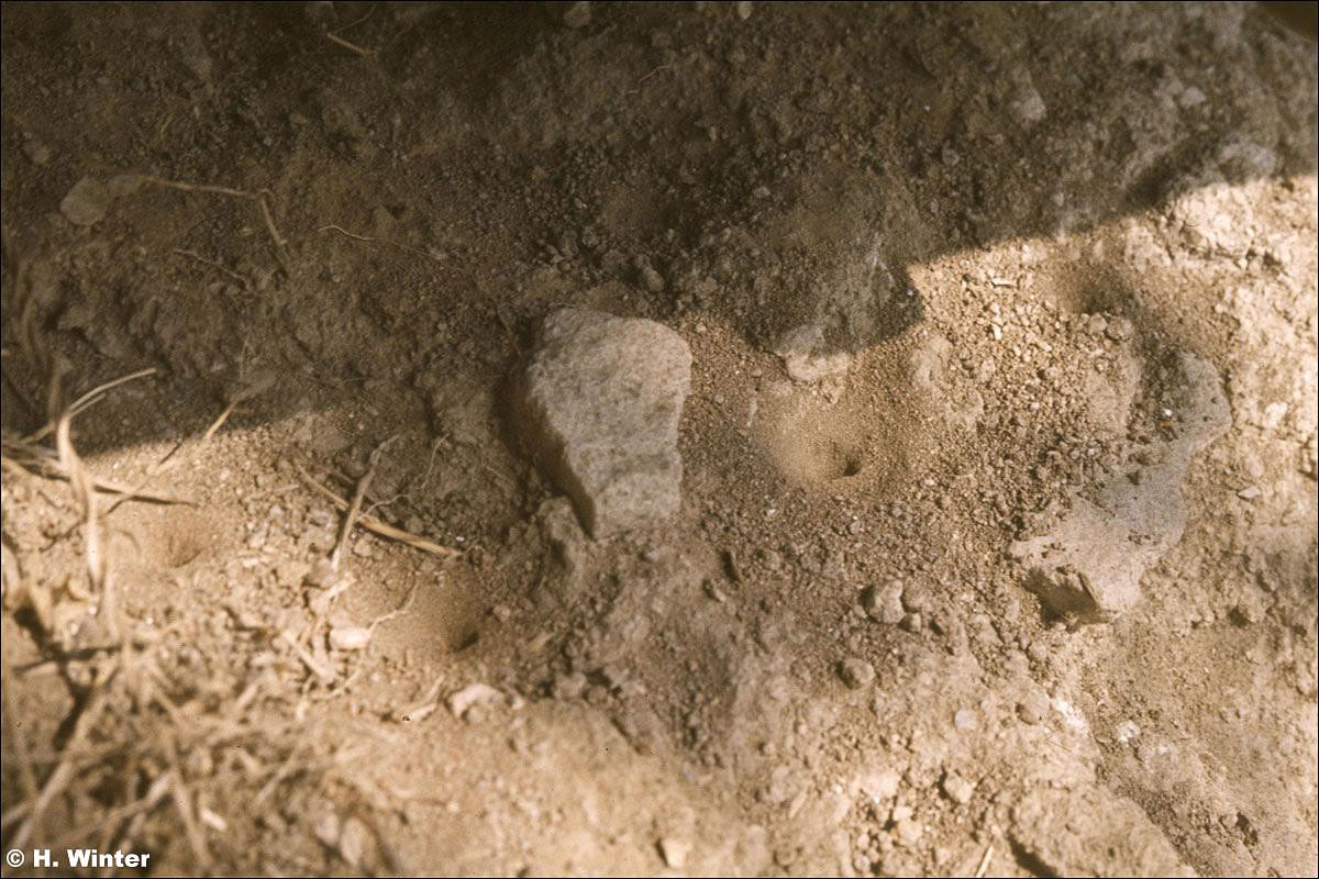 Die Grube im Sand eines Ameisenlöwens.