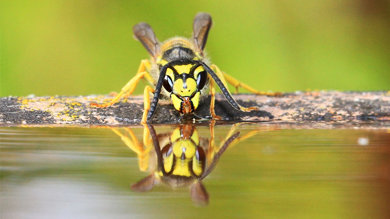 Spiegelung einer Wespe