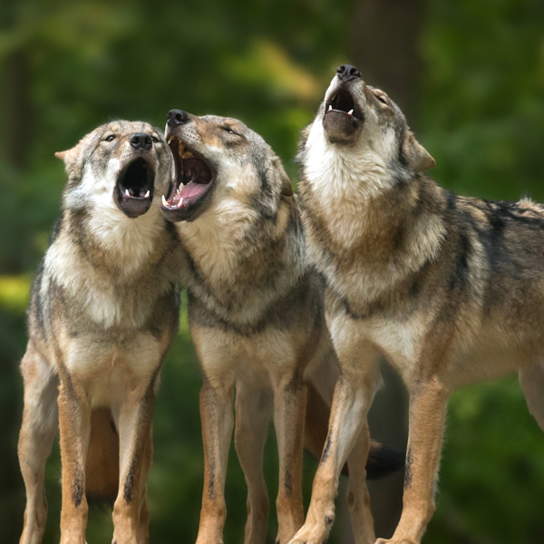 Drei heulende Wölfe