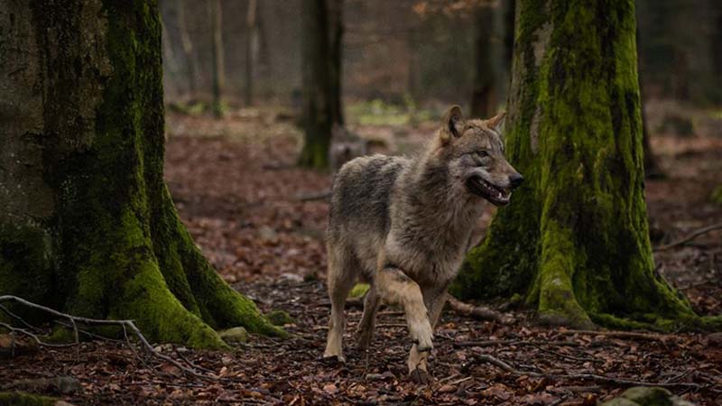 Ein Wolf, der durch den Wald läuft. 
