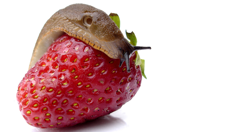 Eine Nacktschnecke auf einer Erdbeere