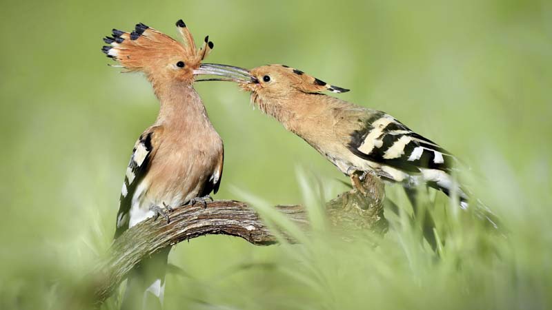 Ein Wiedehopf-Männchen füttert ein Weibchen.