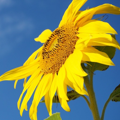 Sonnenblume vor blauem Himmel