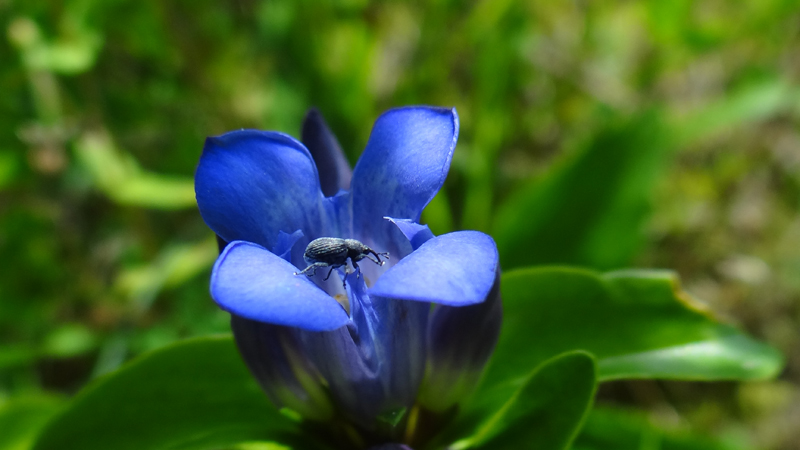 Die blaue Blume des Kreuzenzian auf einer Wiese.