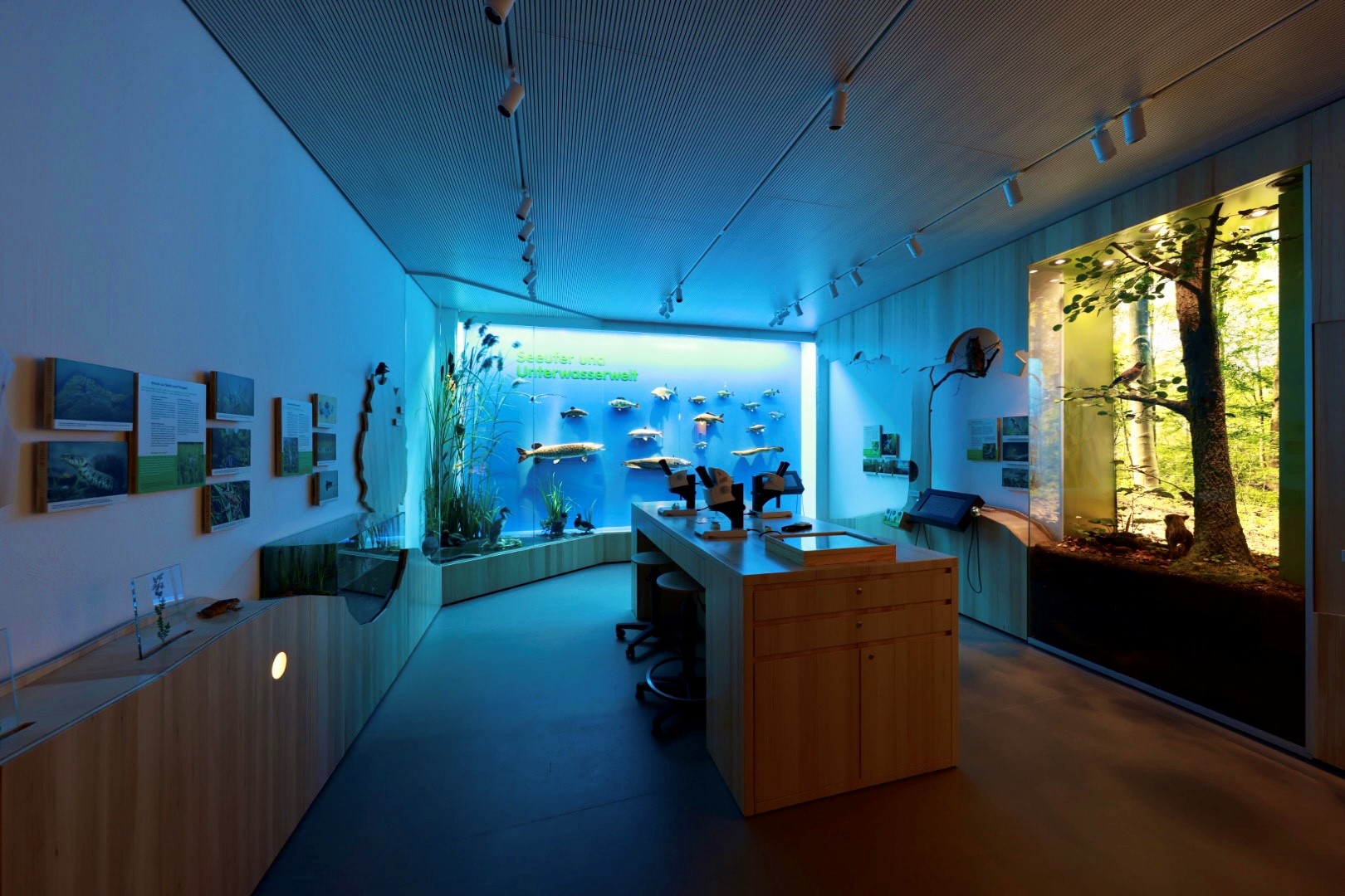Unterwasserwelt: Mindelsee-Ausstellung