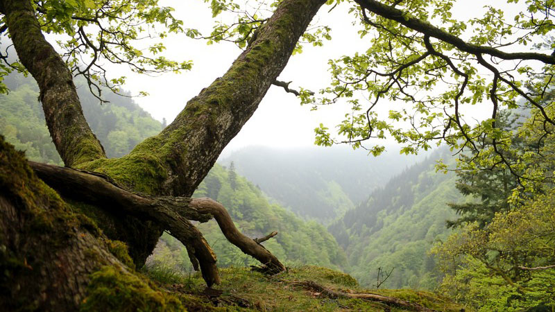 Blick über einen Baumstamm in eine Schlucht im Schwarzwald.