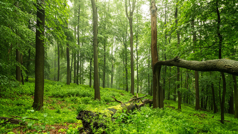 Bäume im Nationalpark Harz mit tropischer Stimmung.