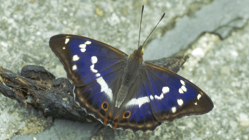 Ein Großer Schillerfalter mit charackteristischen blauen Flügeln.