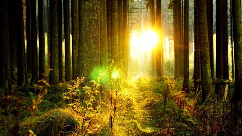 Licht schimmert durch Waldbäume.