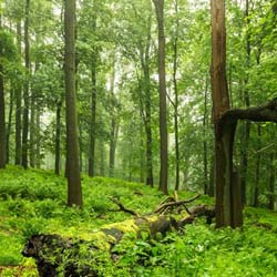 Totholz in einem dichten Wald