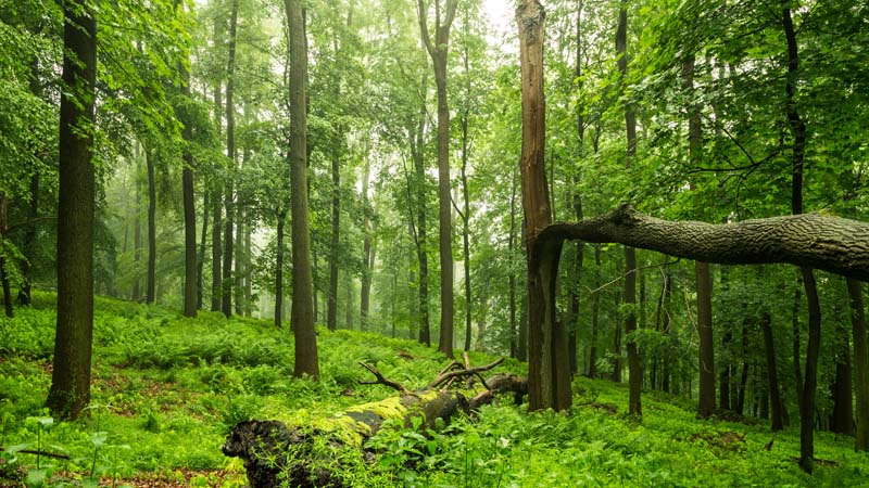 Totholz in dicht bewachsenen Wald 