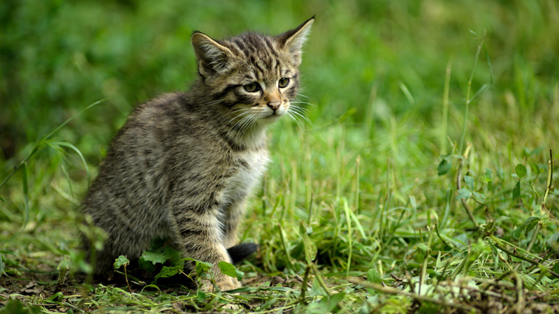 Eine kleine Wildkatze sitzt im Gras und wartet.
