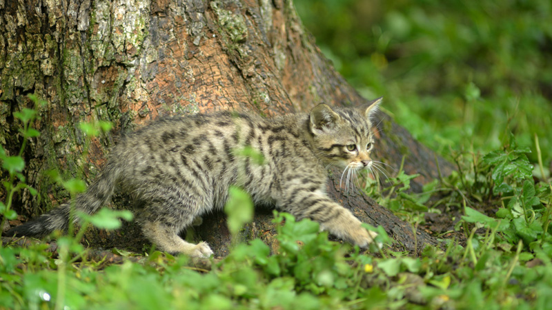 Eine Wildkatze schleicht im Gras und schaut ertappt.