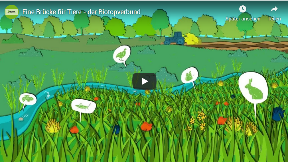 Vorschaubild zum Biotopverbund-YouTube-Video